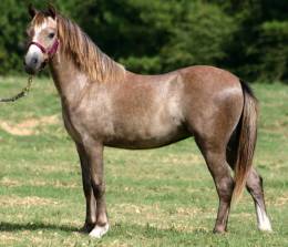 Sassafras