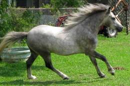Buckaneer
